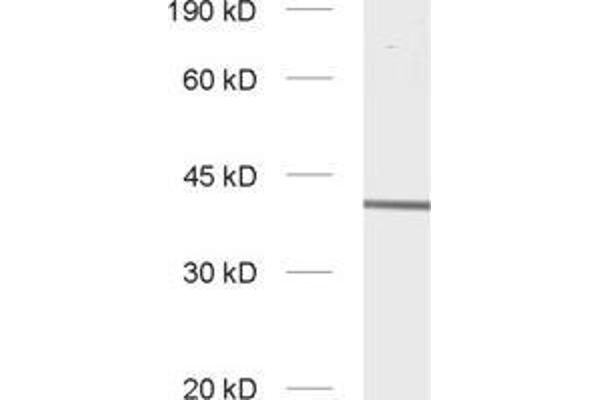 Slc30a3 antibody  (AA 2-75)