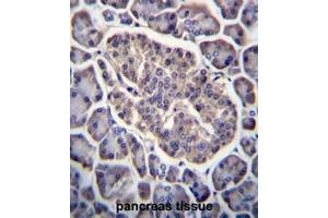 GPD2 Antibody (C-term) immunohistochemistry analysis in formalin fixed and paraffin embedded human pancreas tissue followed by peroxidase conjugation of the secondary antibody and DAB staining. (GPD2 antibody  (C-Term))