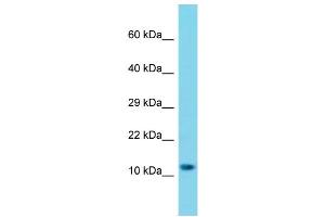 Western Blotting (WB) image for anti-Mitochondrial Ribosomal Protein S25 (MRPS25) (C-Term) antibody (ABIN2446143) (MRPS25 antibody  (C-Term))