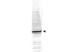 Western blot using  Affinity Purified anti-EGR-1 antibody shows detection of a predominant band at ~58 kDa correspond-ing to EGR-1 present in mouse embryonic fibroblast whole cell lysate (arrowhead). (EGR1 antibody  (AA 94-108))