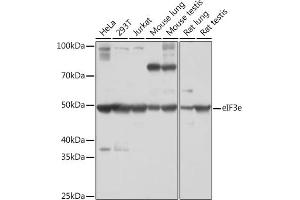 Western blot analysis of extracts of various cell lines, using eIF3e Rabbit mAb (ABIN7267040) at 1:1000 dilution. (EIF3E antibody)