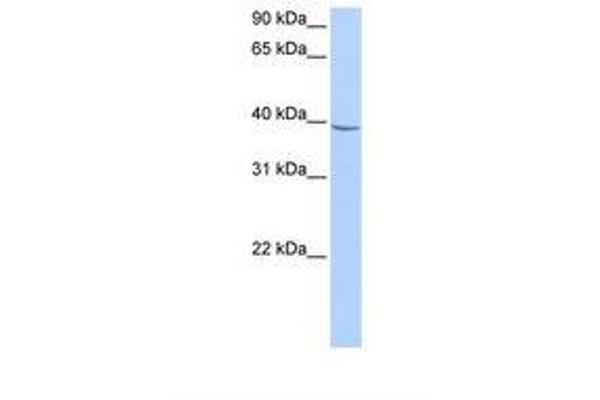 NUDT17 antibody  (AA 168-217)
