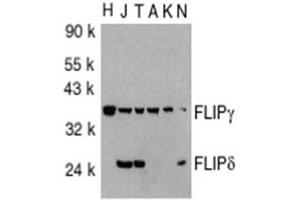 Image no. 1 for anti-CASP8 and FADD-Like Apoptosis Regulator (CFLAR) (AA 191-209), (C-Term) antibody (ABIN318973) (FLIP antibody  (C-Term))