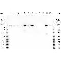 anti-Catenin, beta (CATNB) (C-Term) antibody