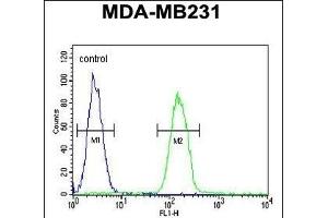 PHL Antibody (C-term) (ABIN652395 and ABIN2841923) flow cytometric analysis of MDA-M cells (right histogram) compared to a negative control cell (left histogram). (PHLPP2 antibody  (C-Term))