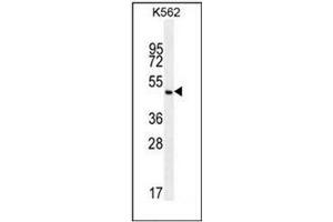 Western blot analysis of PIP5KL1 Antibody (N-term) in K562 cell line lysates (35ug/lane). (PIP5KL1 antibody  (N-Term))