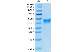 SDS-PAGE (SDS) image for Tumor Necrosis Factor Receptor Superfamily, Member 9 (TNFRSF9) (AA 24-211) protein (His tag) (ABIN7273926)