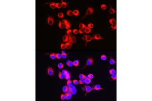 Immunofluorescence analysis of Neuro-2a cells using ENPP5 Rabbit mAb (ABIN7266899) at dilution of 1:100 (40x lens). (ENPP5 antibody)