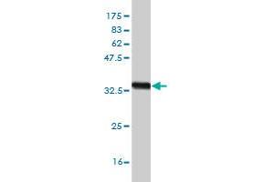 Western Blot detection against Immunogen (33. (ZIC4 antibody  (AA 249-319))