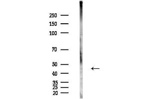 anti-Sprouty-Related, EVH1 Domain Containing 2 (SPRED2) (Internal Region) antibody