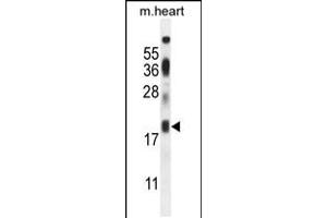 Western blot analysis in mouse heart tissue lysates (35ug/lane). (ISCA2 antibody  (AA 72-101))