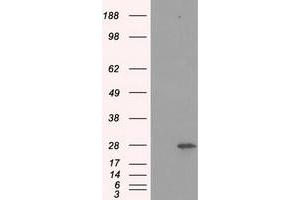 Western Blotting (WB) image for anti-Proteasome Subunit alpha  7 (PSMA7) antibody (ABIN1498763) (PSMA7 antibody)
