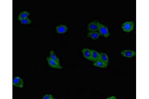 Immunofluorescent analysis of HepG2 cells using ABIN7173790 at dilution of 1:100 and Alexa Fluor 488-congugated AffiniPure Goat Anti-Rabbit IgG(H+L) (RANKL antibody  (AA 73-306))