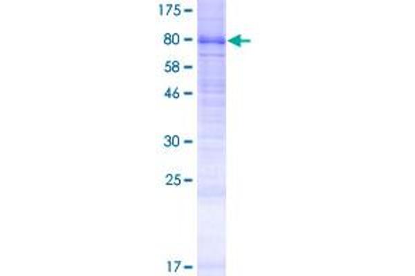 LMBRD1 Protein (AA 1-540) (GST tag)