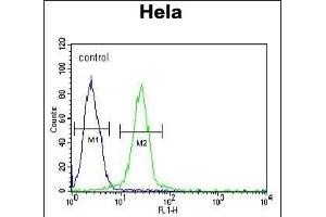 EWSR1 Antibody (C-term) (ABIN652770 and ABIN2842507) flow cytometric analysis of Hela cells (right histogram) compared to a negative control cell (left histogram). (EWSR1 antibody  (C-Term))