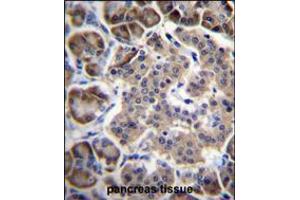 RPL15 Antibody immunohistochemistry analysis in formalin fixed and paraffin embedded human pancreas tissue followed by peroxidase conjugation of the secondary antibody and DAB staining. (RPL15 antibody  (N-Term))