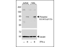 Western blot analysis of extracts from Jurkat and Hela cells, untreated or treated with IFN-α(100 ng/mL), using Phospho-STAT3-p Antibody. (STAT3 antibody  (pTyr705))