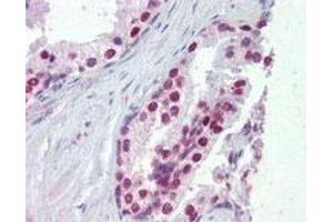 FOXA1 polyclonal antibody  (5 ug/mL) staining of paraffin embedded human prostate.