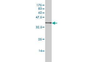 NDN antibody  (AA 222-321)