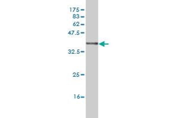 NDN antibody  (AA 222-321)