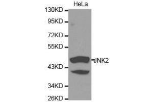 Western Blotting (WB) image for anti-Mitogen-Activated Protein Kinase 9 (MAPK9) antibody (ABIN1873633) (JNK2 antibody)