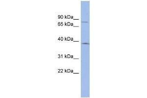 ZNF300 antibody used at 0. (ZNF300 antibody  (N-Term))