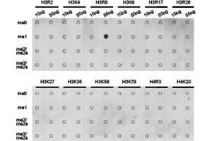 Dot-blot analysis of all sorts of methylation peptides using H3R8me1 antibody. (Histone 3 antibody  (H3R8me))