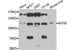 Western blot analysis of extracts of various cell lines, using INTS5 antibody. (INTS5 antibody)