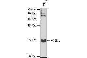 Western blot analysis of extracts of 293T cells, using MIEN1 antibody (ABIN6291282) at 1:1000 dilution.
