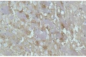 Immunohistochemistry of paraffin-embedded Rat brain tissue with GAP43 Monoclonal Antibody (GAP43 antibody)