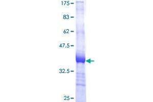 GABARAPL2 Protein (AA 31-117) (GST tag)