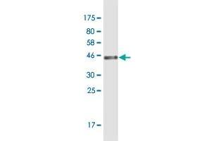 Western Blot detection against Immunogen (43 KDa) . (GLRX5 antibody  (AA 1-157))