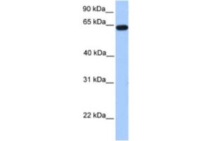 Western Blotting (WB) image for anti-Zinc Finger Protein 296 (ZNF296) antibody (ABIN2461979) (Zinc Finger Protein 296 (ZNF296) antibody)