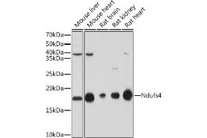 NDUFS4 antibody