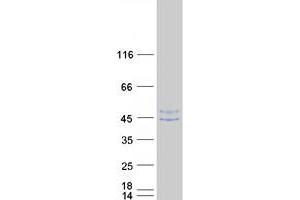 Western Blotting (WB) image for Pseudouridylate Synthase 1 (PUS1) (Transcript Variant 1) protein (Myc-DYKDDDDK Tag) (ABIN2730181)