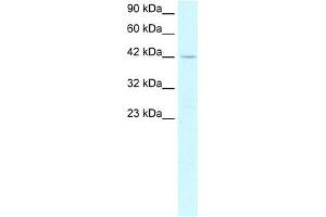 WB Suggested Anti-PTF1A Antibody Titration: 2.