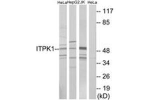 Western blot analysis of extracts from HeLa/HepG2/Jurkat cells, using ITPK1 Antibody. (ITPK1 antibody  (AA 81-130))