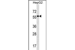 ALDH3B2 Antibody (C-term) (ABIN656790 and ABIN2846009) western blot analysis in HepG2 cell line lysates (35 μg/lane).