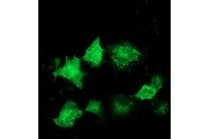 Anti-ARFGAP1 mouse monoclonal antibody (ABIN2454350) immunofluorescent staining of COS7 cells transiently transfected by pCMV6-ENTRY ARFGAP1 (RC206987). (ARFGAP1 antibody)