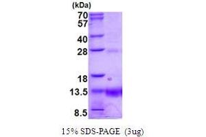 Polymerase (RNA) II (DNA Directed) Polypeptide K, 7.0kDa (POLR2K) (AA 1-58) protein (His tag)