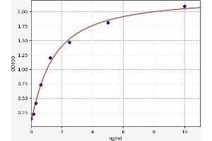 FOXC2 ELISA Kit