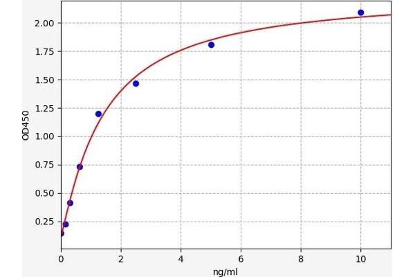 FOXC2 ELISA Kit