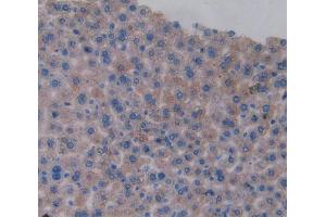 Used in DAB staining on fromalin fixed paraffin-embedded Heart tissue (DNASE1L2 antibody  (AA 28-232))