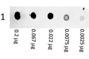Image no. 1 for Goat anti-Mouse IgG (Whole Molecule) antibody (PE) (ABIN799894) (Goat anti-Mouse IgG (Whole Molecule) Antibody (PE))
