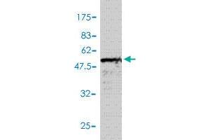 Western Blot detection against Immunogen (57. (TRAIL antibody  (AA 1-281))