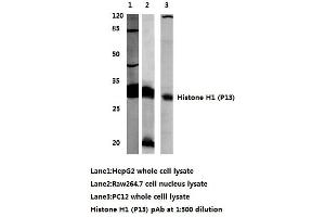Western blot (WB) analysis of Histone H1 antibody (Histone H1 antibody)