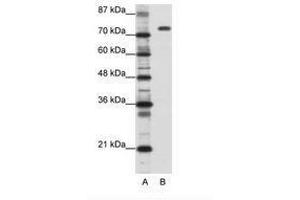 Image no. 1 for anti-Nucleolin (NCL) (C-Term) antibody (ABIN202879)