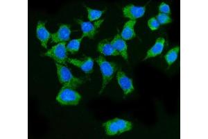 IF analysis of MAVS using anti-MAVS antibody (ABIN7603227). (MAVS antibody  (N-Term))
