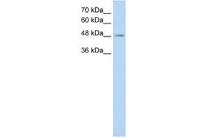 WB Suggested Anti-C9orf127 Antibody Titration:  0. (TMEM8B antibody  (C-Term))