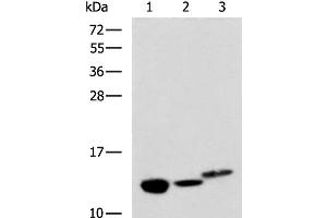Western blot analysis of Rat kidney tissue Mouse liver tissue and Human fetal liver tissue lysates using RIDA Polyclonal Antibody at dilution of 1:600